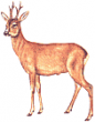 Logo de bernard pethe naturaliste