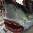 Création d'un requin: A  là..