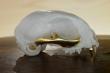 Détail: crâne ancien restauré à la feuille d'or