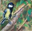 pastel sec sur papier spécifique pour le pastel. 20*20cm , tableau fini 30*30 cm
mésange charbonnière surprise