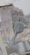 Crinoids d'erfoud