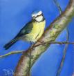 pastel sec sur papier spécifique pour le pastel. 20*20cm , tableau fini 30*30 cm
Mésange bleue d'été