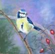 pastel sec sur papier spécifique pour le pastel. 20*20cm , tableau fini 30*30 cm
Mésange bleue inquiète