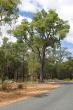 JARRAH D'AUSTRALIE.