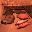 Dalles et objets dans le fours de recuisson