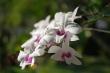 Thaïlande Orchidée 