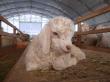 Chevreau mohair de la Ferme d'Auré