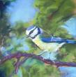 pastel sec sur papier spécifique pour le pastel. 20*20cm , tableau fini 30*30 cm
Mésange bleue soucieuse