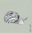 Escargot 10 (marqueur acrylique sur papier 20x20 cm)