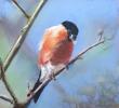 pastel sec sur papier spécifique pour le pastel. 20*20cm , tableau fini 30*30 cm
bouvreuil amoureux