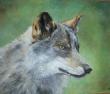 Tete de Loup 
 38x45 8F