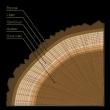  COUPE D'UN TRONC D'ARBRE