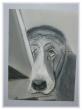 Adoptez moi!!!!!!!!!!!!!! - Pastel
