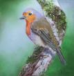 pastel sec sur papier spécifique pour le pastel. 20*20cm , tableau fini 30*30 cm
Rouge gorge moqueur