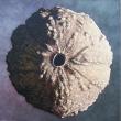 SEED PLANET,150x150cm,tempera-huile sur lin, 2004