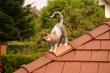 chat sur arêtier