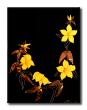 tableau alamanda