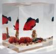 Poisson Merou / Bloc ? 15 x 15 x 9 cm ? 485 ? 