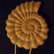 Escargot. chêne.disponible