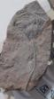 Crinoids d'erfoud