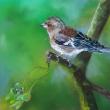 pastel sec sur papier spécifique pour le pastel. 20*20cm , tableau fini 30*30 cm
Jeune femelle pinson des Arbres 
