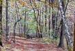 HUILE SUR TOILE : PRONENADE EN FORET