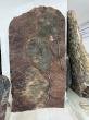Crinoides d'erfoud