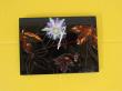 horloge passiflore