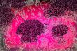https://fineartamerica.com/featured/hortensia-feerique-d-atelier-m-egva.html
Atelier M.EGVA by Artiste M.EGVA. Création Originale de produits dérivés et vente de mes Créations d'Oeuvres d'Art Pictural, Photographique & Digital Art.