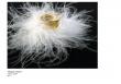 Margaux Cormier - Bague plumes