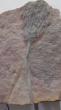 Crinoïdes
Voici un bel spécimen bien conservé de crinoïde Scyphocrinites elegans du Silurien supérieur (âgé de 420 millions d’années) du Maroc. La tige de ce spécimen est probablement un composite d’un autre spécimen.


