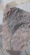 Crinoids d'erfoud