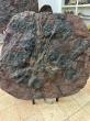 Crinoides d'erfoud