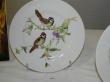 assiette oiseaux