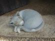 chat boule gris