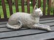 chat grandeur nature