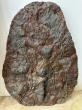 Crinoides d'erfoud