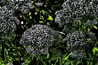 https://fineartamerica.com/featured/hortensia-fantastique-b-atelier-m-egva.html
Atelier M.EGVA by Artiste M.EGVA. 
Création Originale de produits dérivés et vente de mes Créations d'Oeuvres d'Art Pictural, Photographique & Digital Art.