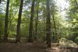  FORET DE TRONCAIS (ALLIER)