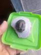 Trilobite d'erfoud