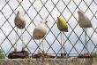 Les oiseaux en plein bavardage