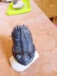 Trilobite d'erfoud
