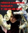 http://www.rebecca-campeau.com/index_3.html