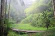  FORET EN GUYANE