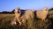Chèvres mohair de la Ferme d'Auré