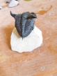 Trilobite d'erfoud