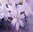 Jasmin (80x80)