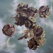 LES RESCAPEES,150x150cm, tempera-huile sur lin, 2006